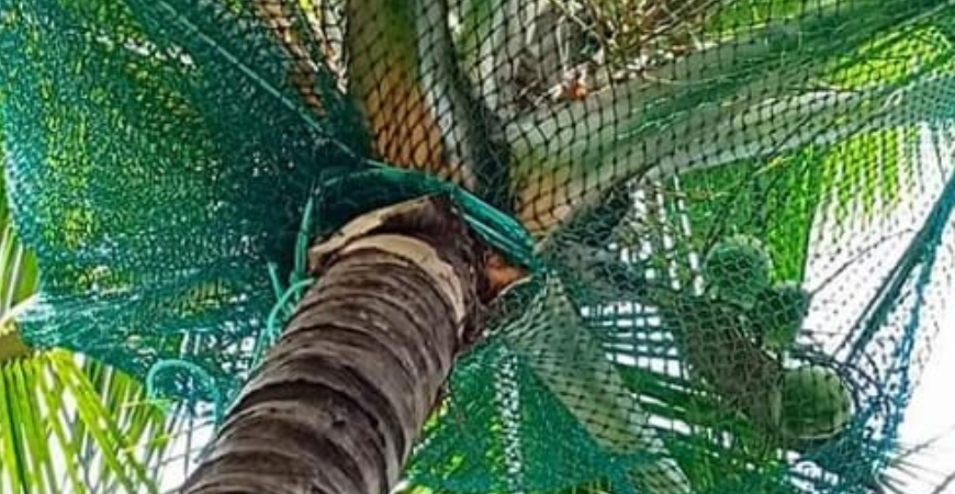 COCONUT TREE SAFETY NETS IN HYDERABAD
