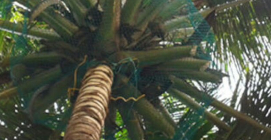 Coconut Tree Safety Nets in Hyderabad