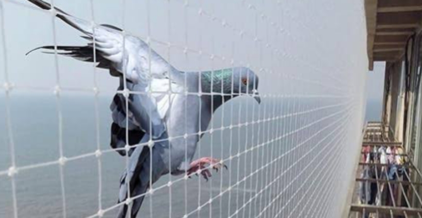 PIGEON SAFETY NETS IN HYDERABAD