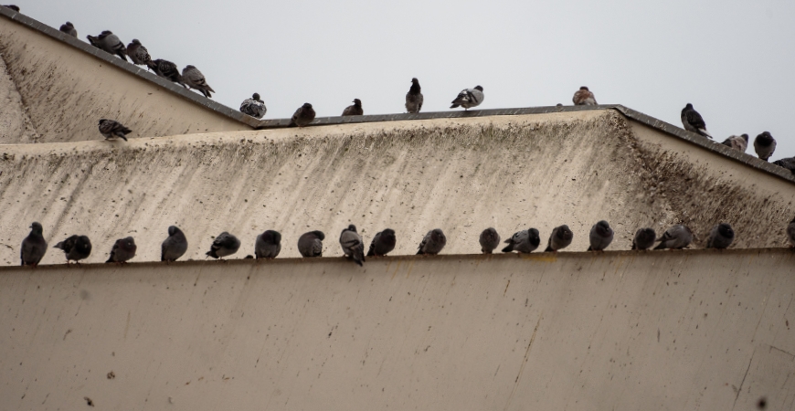 Pigeon Safety Nets in Hyderabad